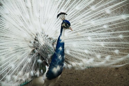 peacock  zoo  closeup