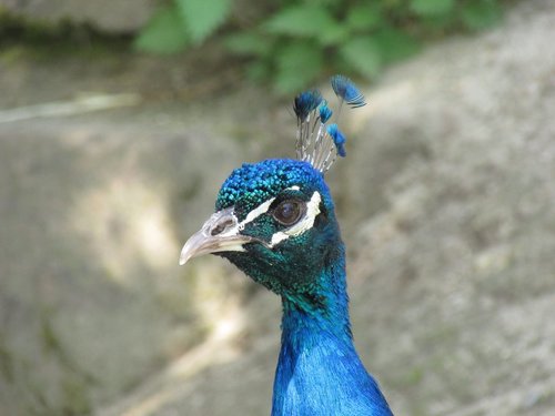 peacock  head  bird