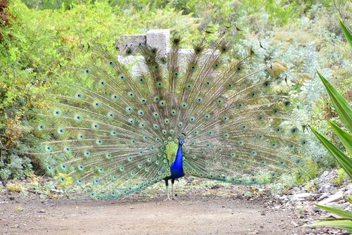 peacock  birds  beautiful