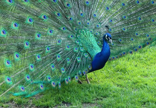 peacock  colors  birds