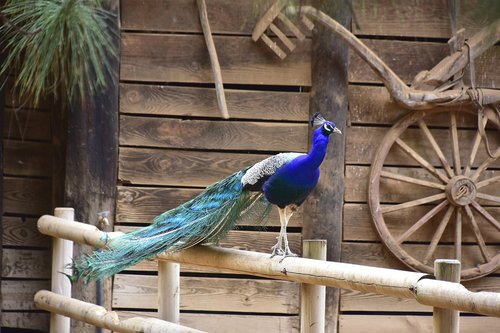 peacock  animals  fauna