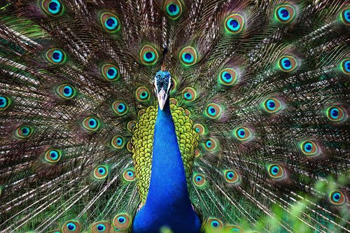 peacock  bird  feathers