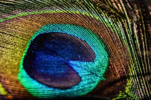 peacock  bird  feathers