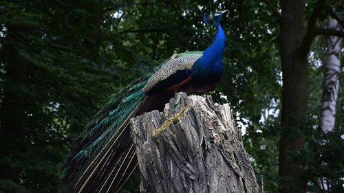 peacock  bird  zoo