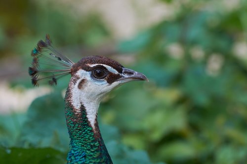 peacock  comb  pride