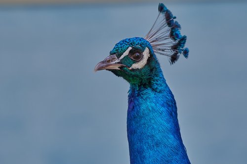 peacock  bird  feather
