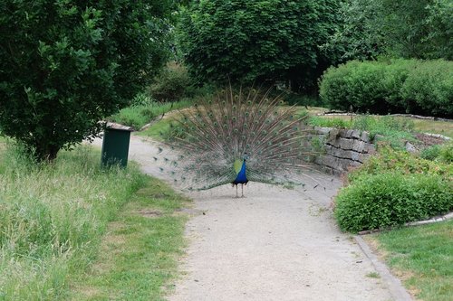 peacock  garden  nature