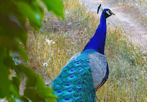 peacock  plumage  colorful