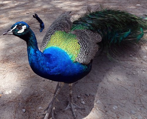 peacock  bird  pen