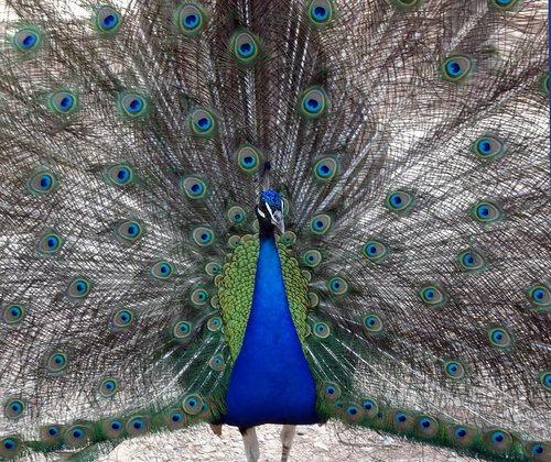 peacock  bird  animals