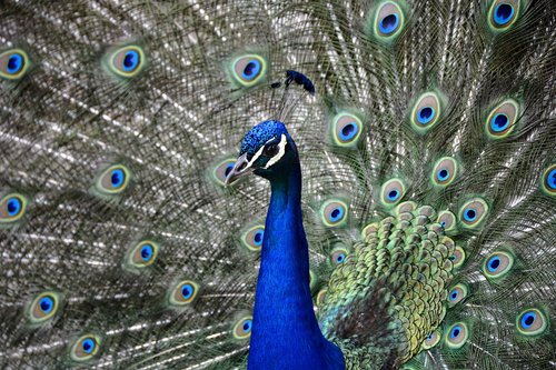 peacock  wheel  bird