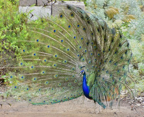 peacock  birds  colorful