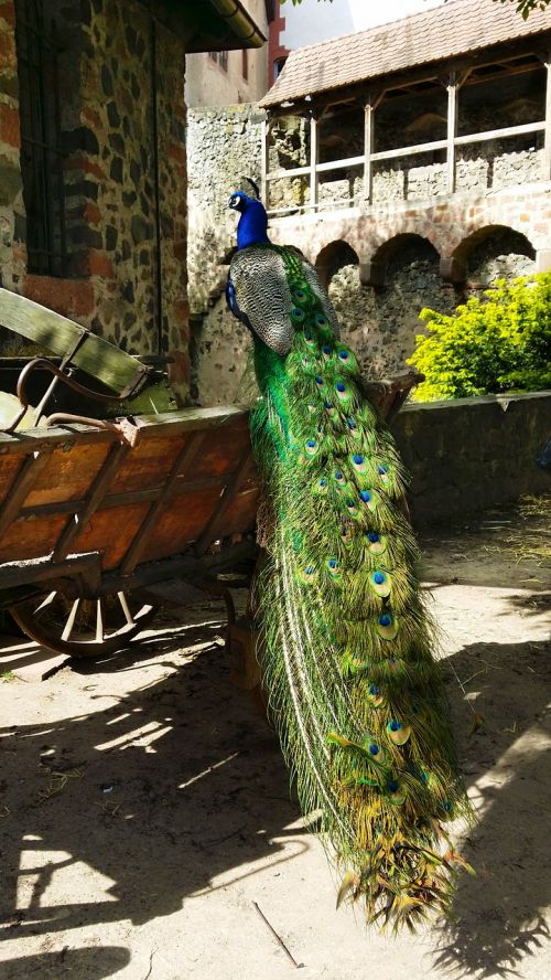 peacock bird spring dress