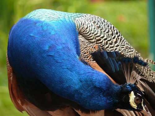 peacock  bird  iridescent