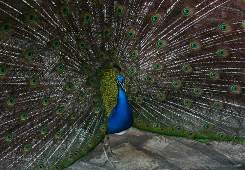 peacock bird feathered