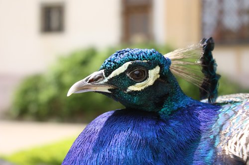 peacock  plumage  blue