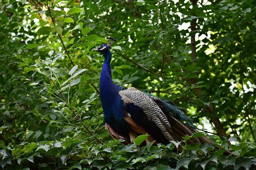 peacock  bird  zoo