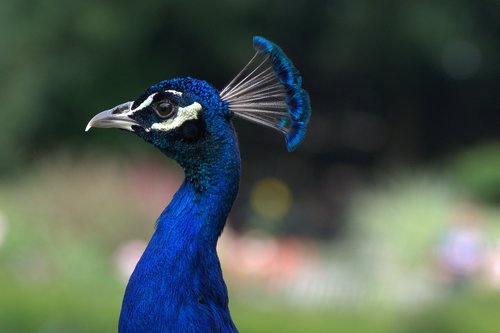 peacock  head  bird