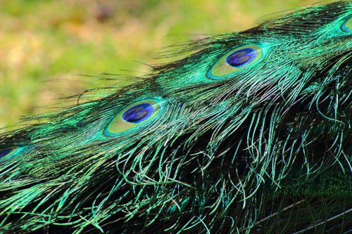 peacock  feathers  bird