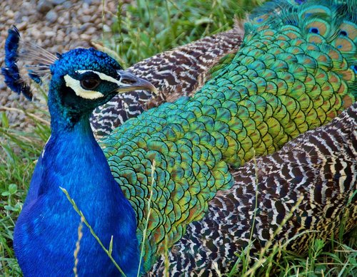 peacock  kur  feather