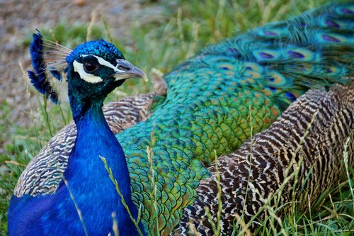 peacock  kur  feather