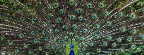 peacock  bird  pen