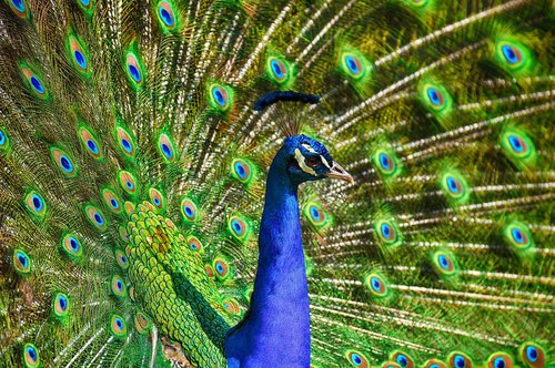 peacock  bird  colorful