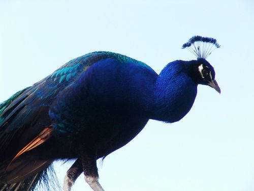 peacock bird close