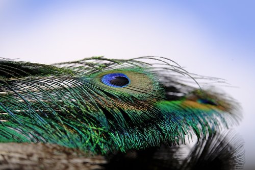 peacock  feather  peacock feather