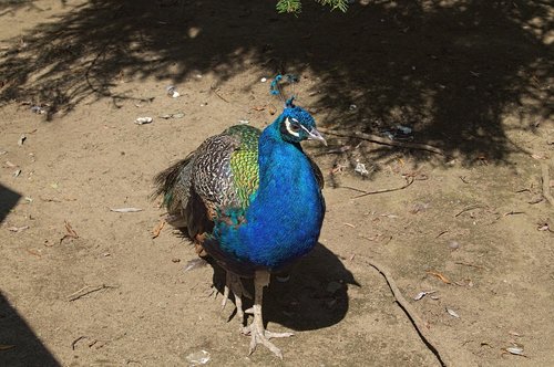 peacock  zoo  colorful