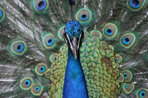 peacock  blue  pattern