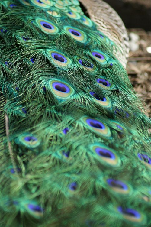 peacock tail tail feathers