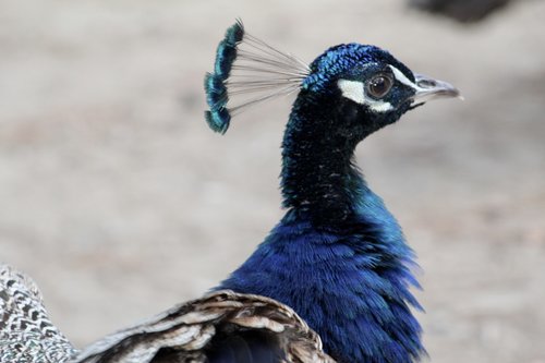 peacock  bird  animals