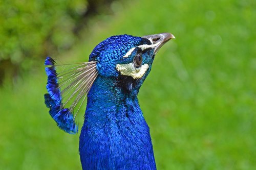 peacock  head  bird