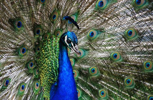 peacock  close up  plumage