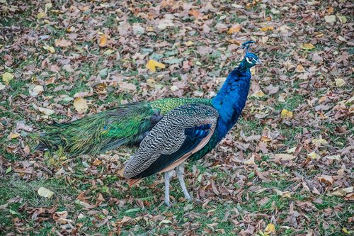 peacock  colors  feather