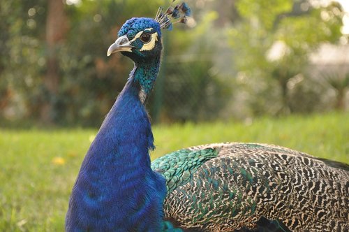 peacock  bird  exotic