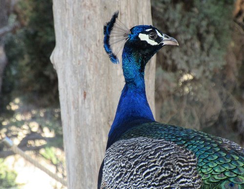 peacock  portrait  bird