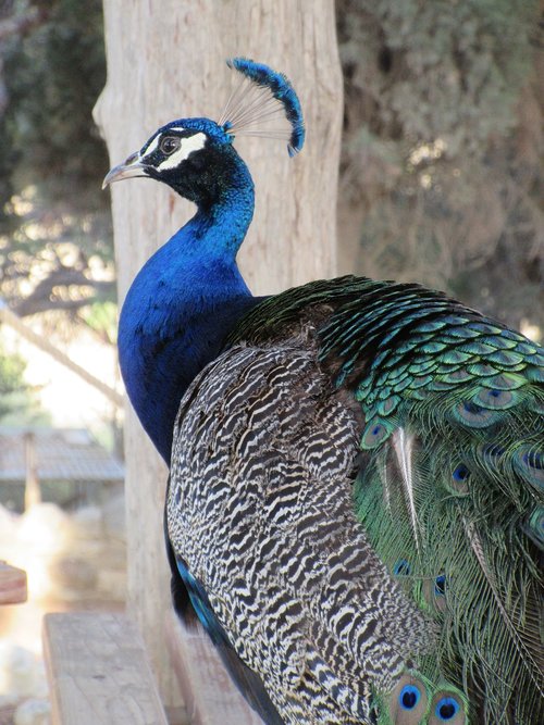 peacock  portrait  head