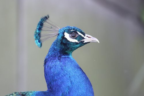 peacock  profile  blue