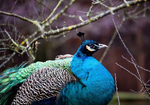 peacock  bird  animal