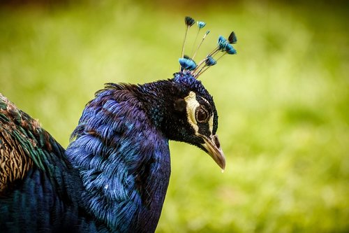 peacock  bird  plumage