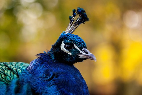 peacock  bird  animal