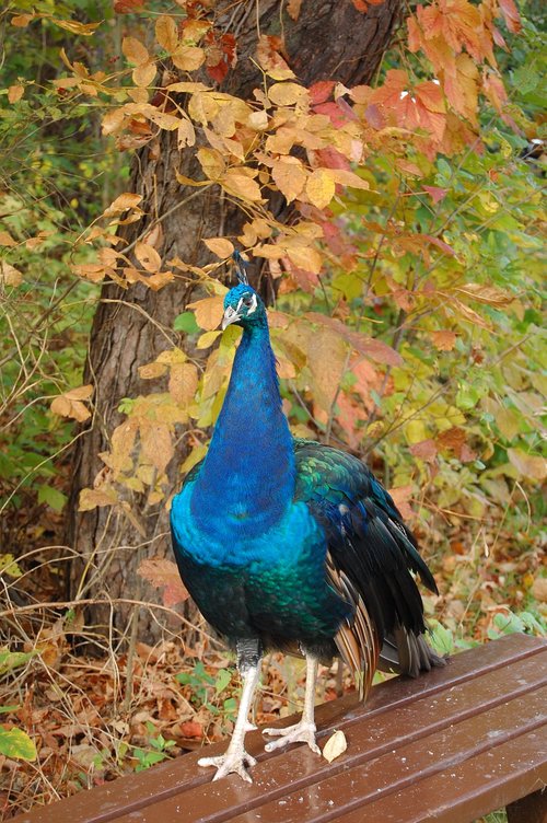 peacock  nature  wildlife