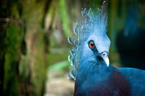 peacock animal blue