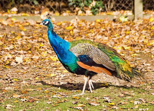 peacock  colorful  feather