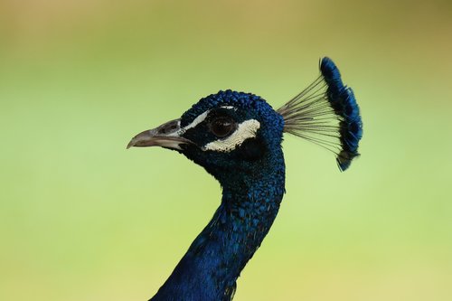 peacock  bird  close up