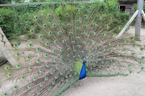 peacock  wheel  bird