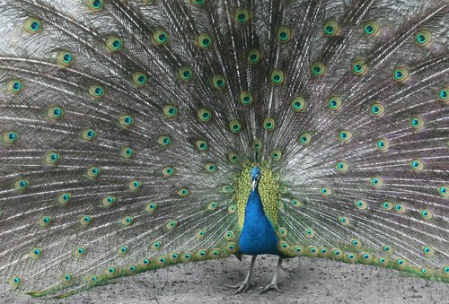 peacock  bird  tail