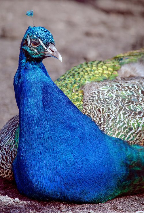 peacock  bird  color